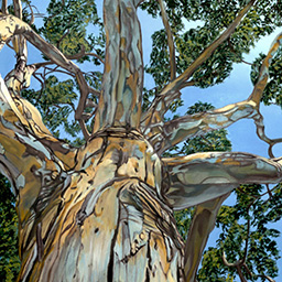 A depiction of a gum tree, looking up from its base into the sky