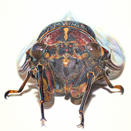 An earthy coloured cicada