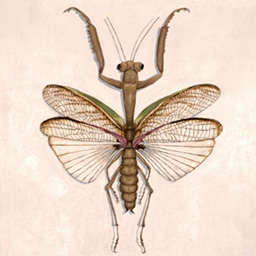 A painting of a winged mantis